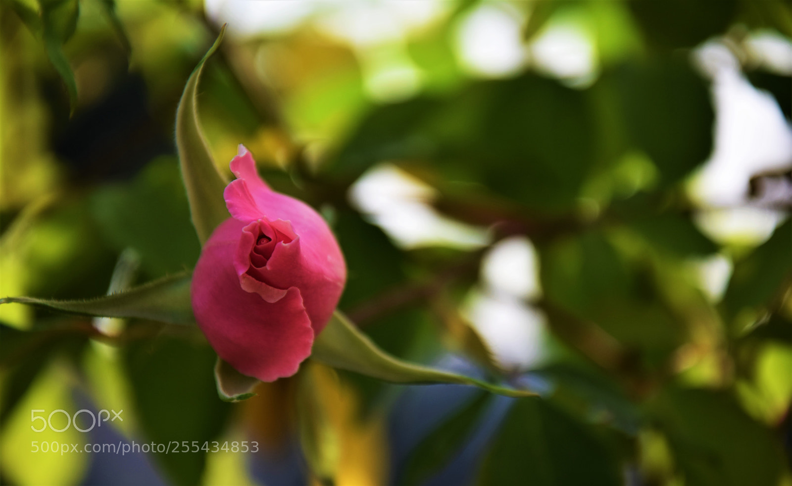 Nikon D3300 sample photo. Dsc photography