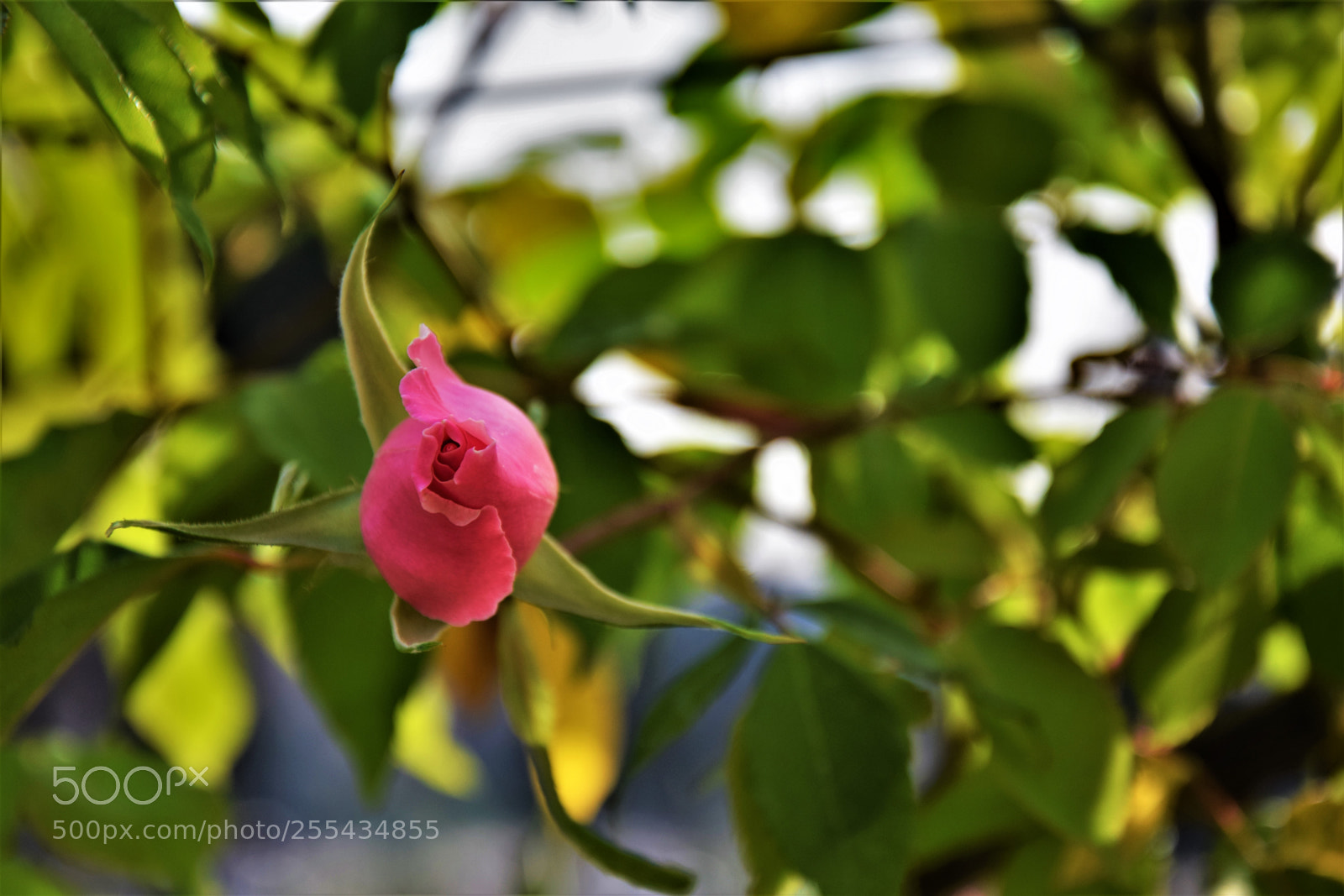 Nikon D3300 sample photo. Dsc photography