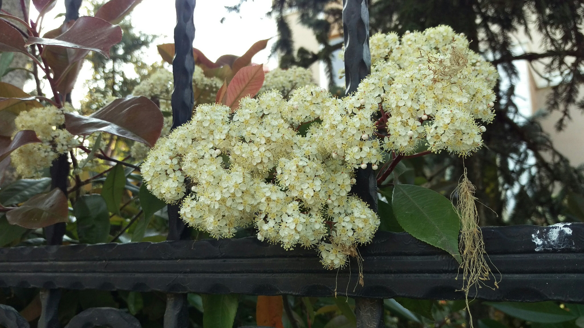 HTC ONE M9 sample photo. Pyracantha coccinea photography
