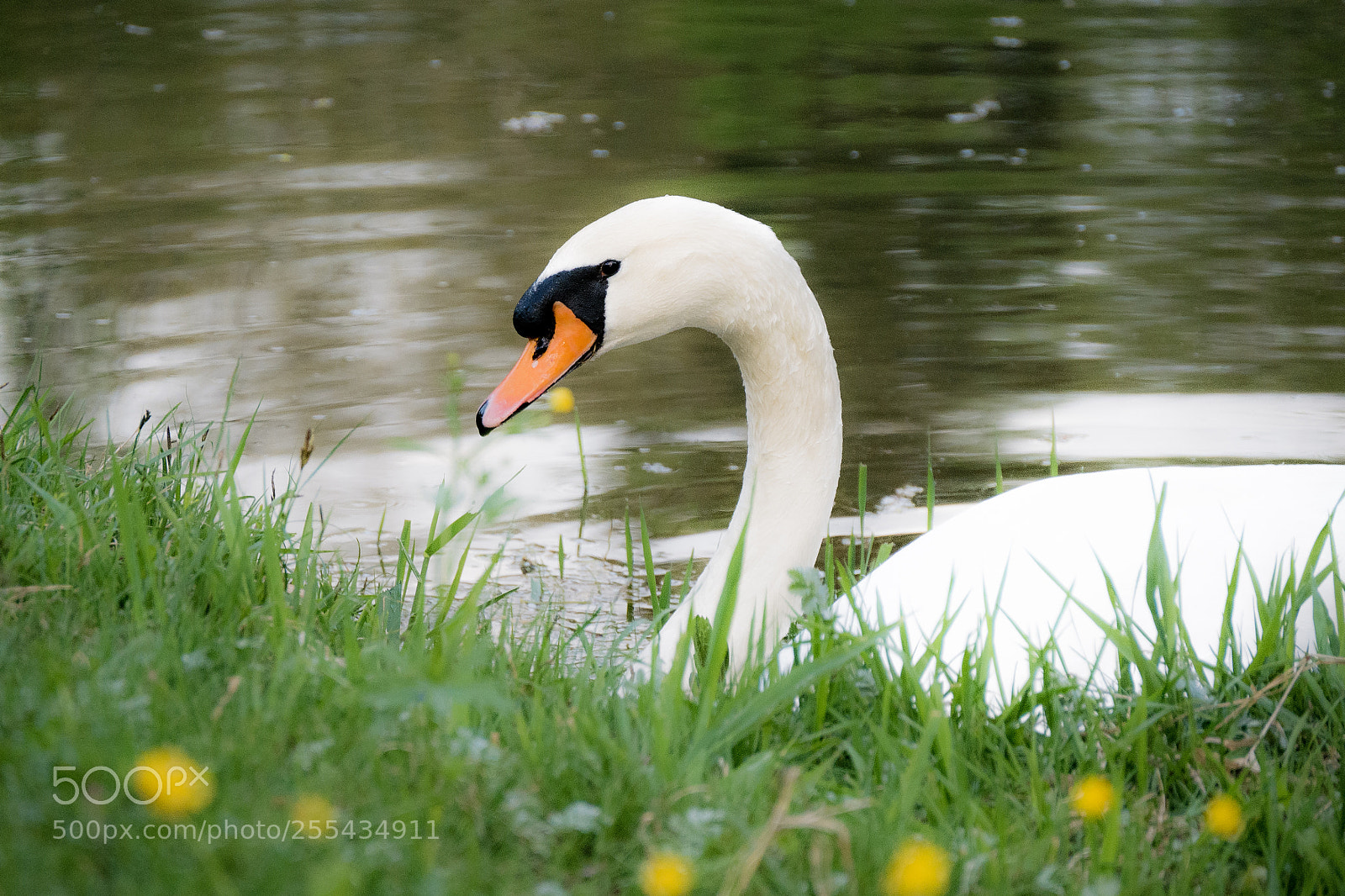 Panasonic DMC-G70 sample photo. Swan photography