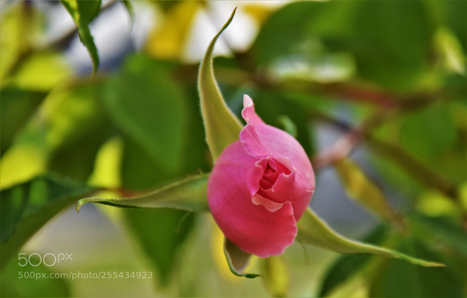 Nikon D3300 sample photo. Dsc photography