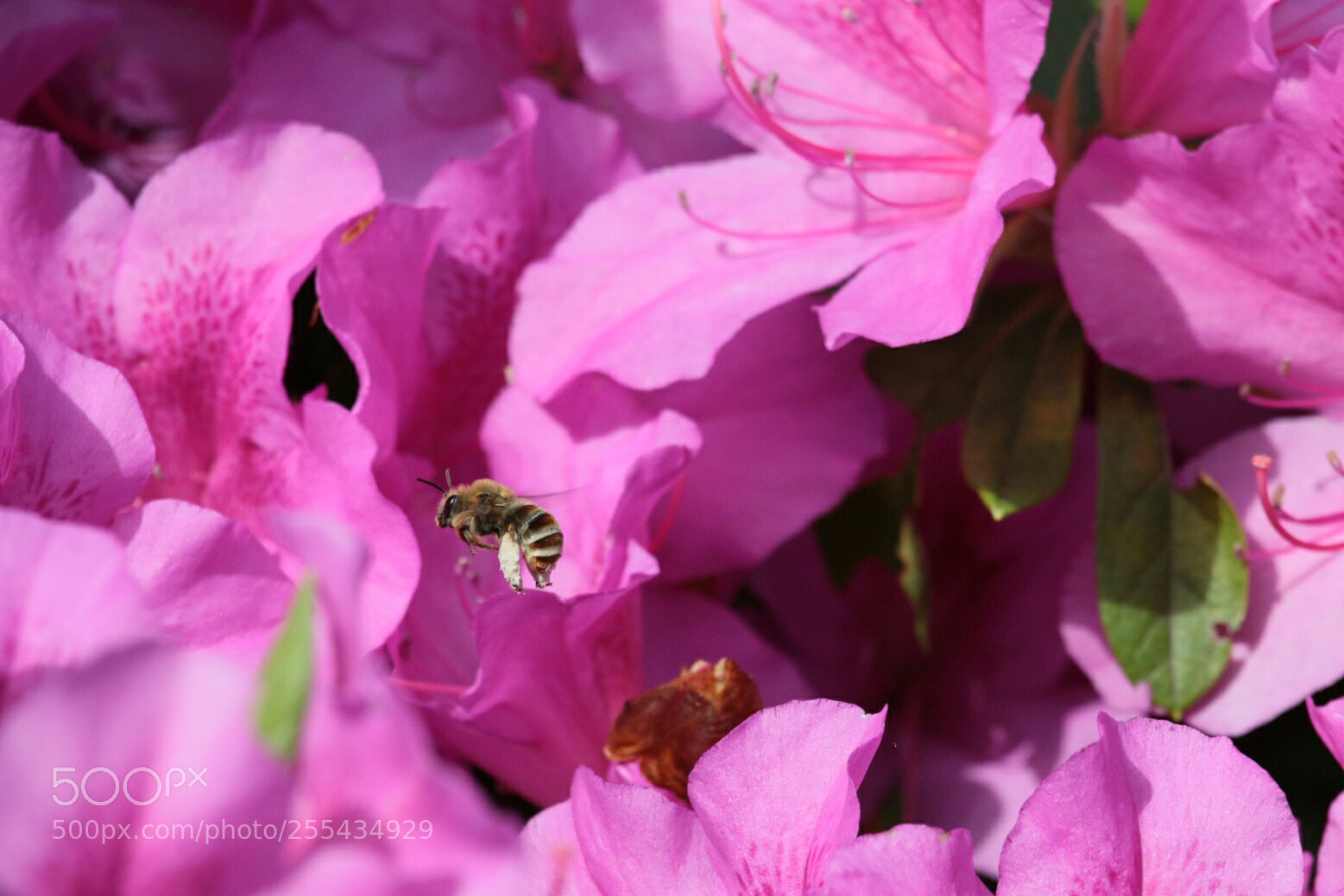 Canon EOS 70D sample photo. Cute  bee photography