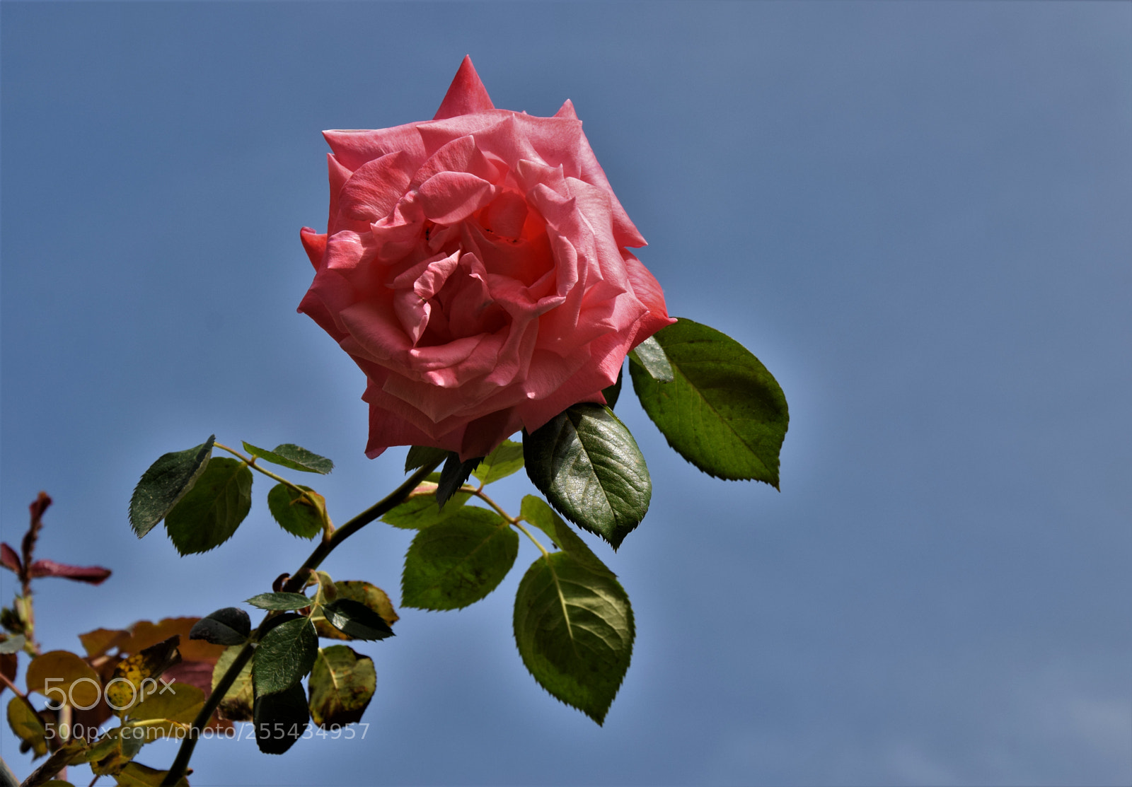 Nikon D3300 sample photo. Dsc photography