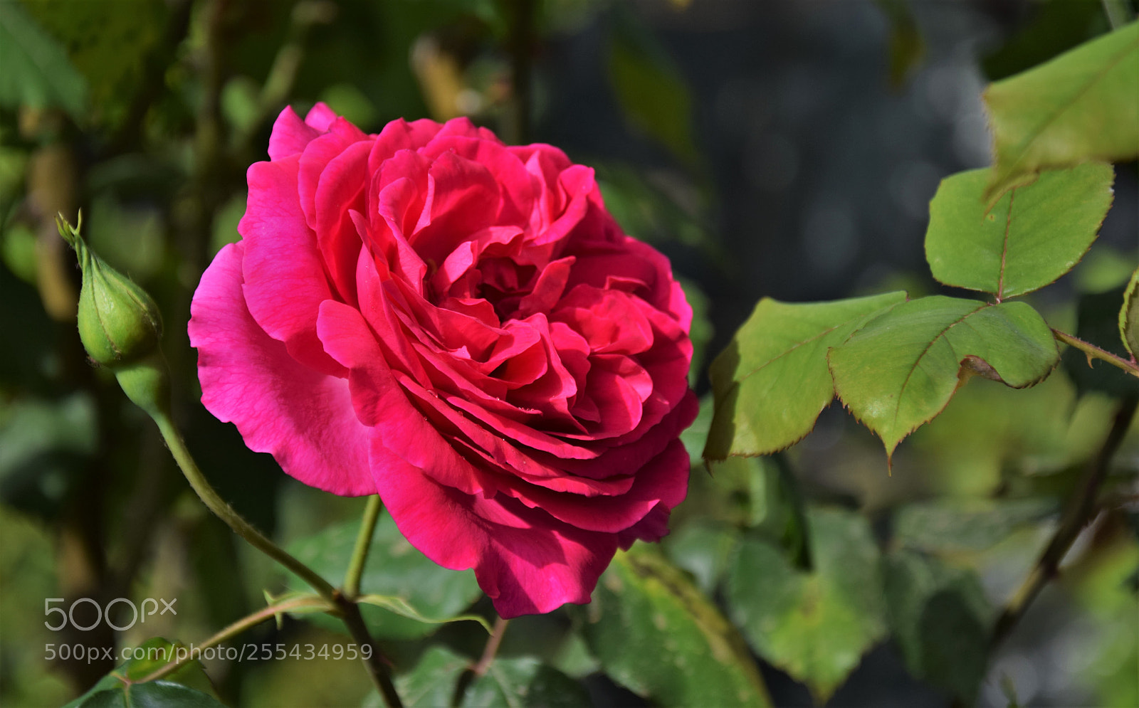 Nikon D3300 sample photo. Dsc photography