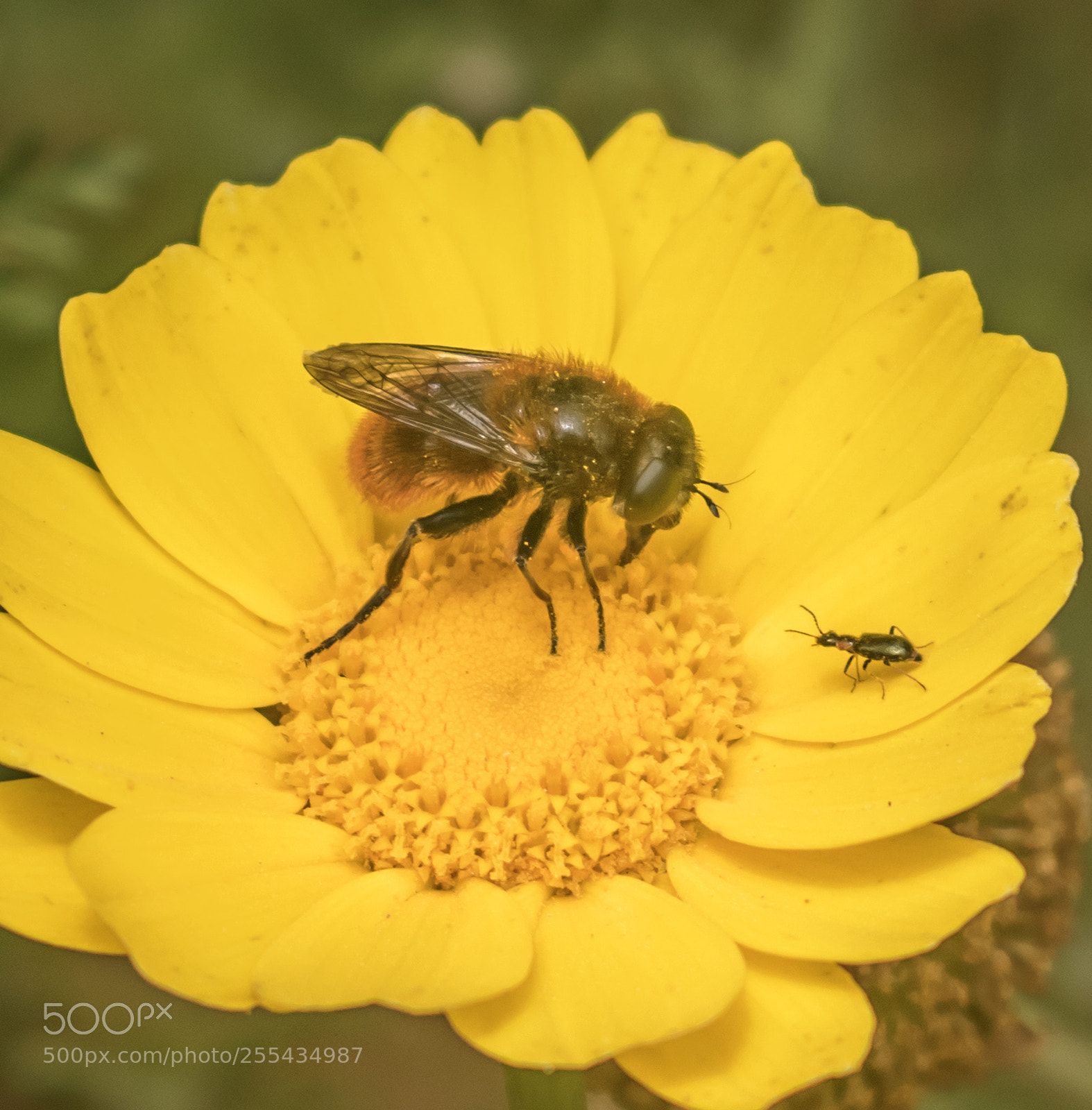 Nikon D3300 sample photo. David vs goliath photography