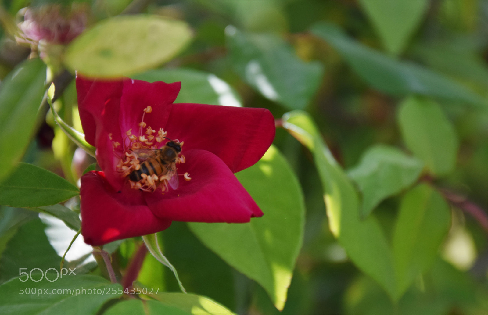 Nikon D3300 sample photo. Dsc photography