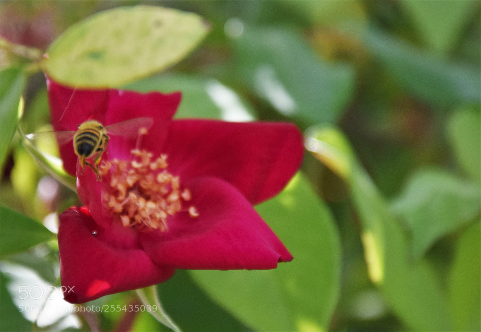 Nikon D3300 sample photo. Dsc photography