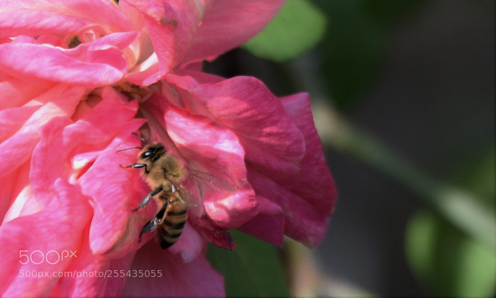 Nikon D3300 sample photo. Dsc photography