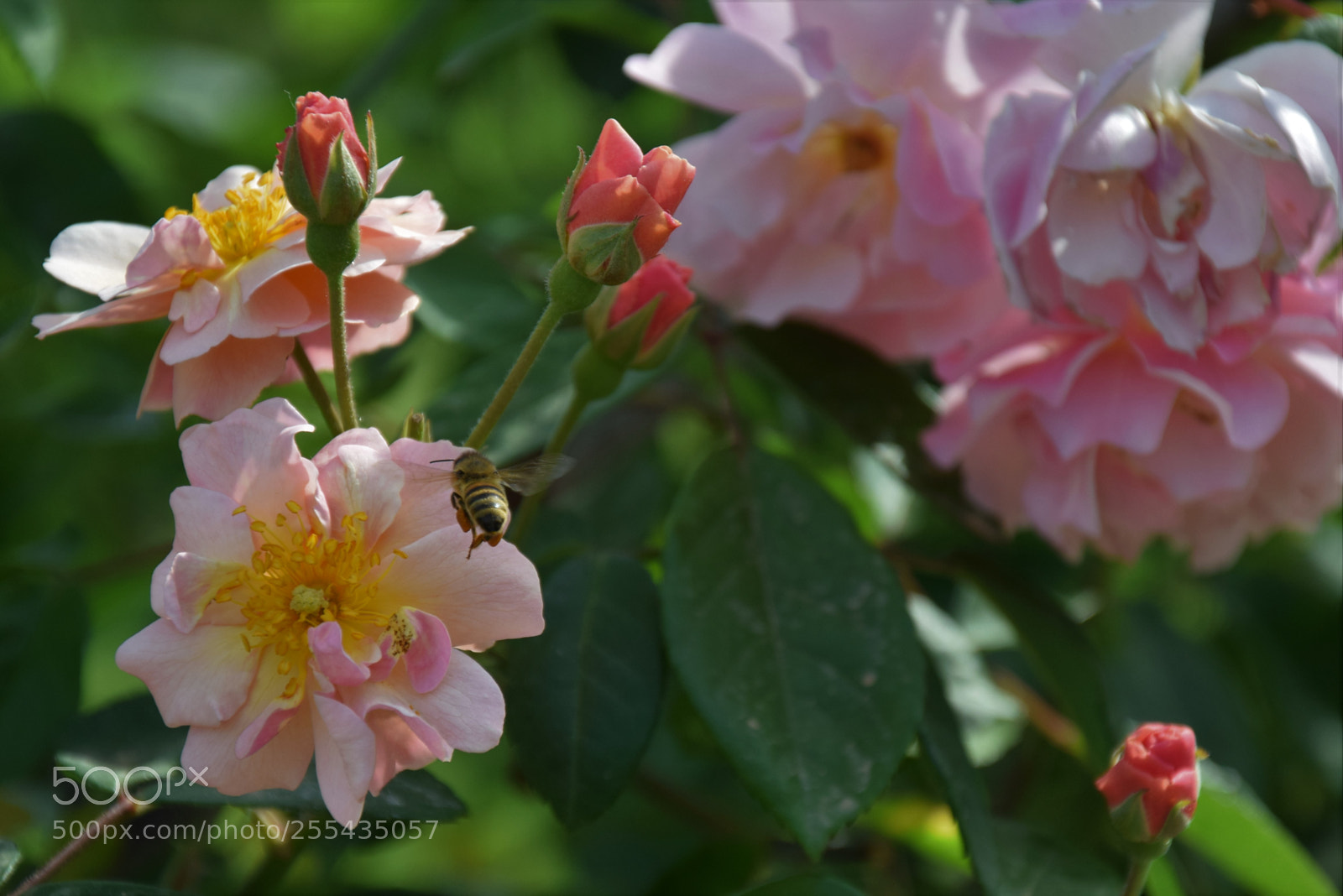 Nikon D3300 sample photo. Dsc photography