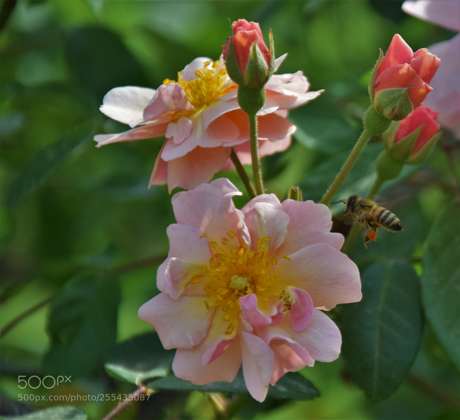 Nikon D3300 sample photo. Dsc photography