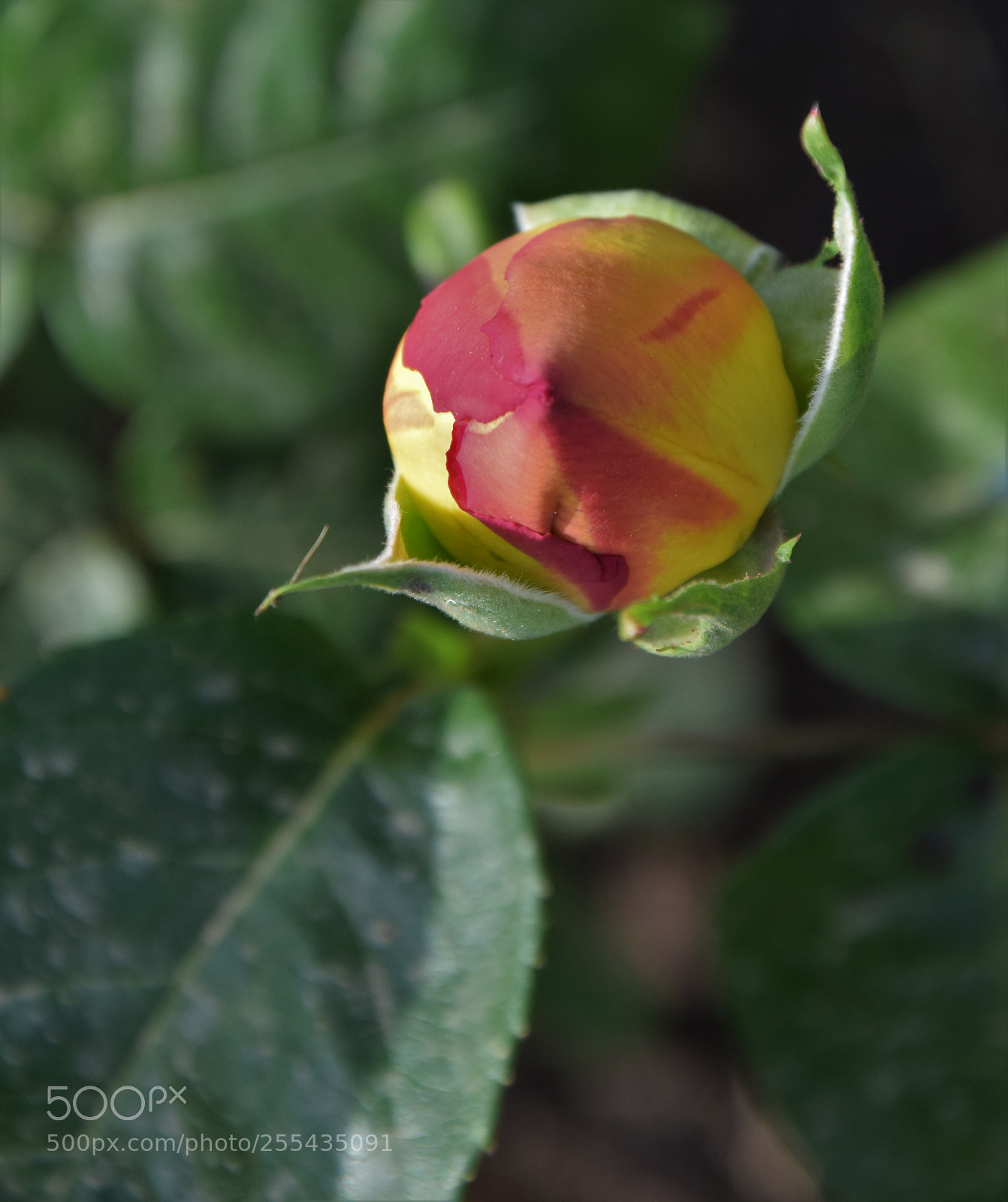 Nikon D3300 sample photo. Dsc photography