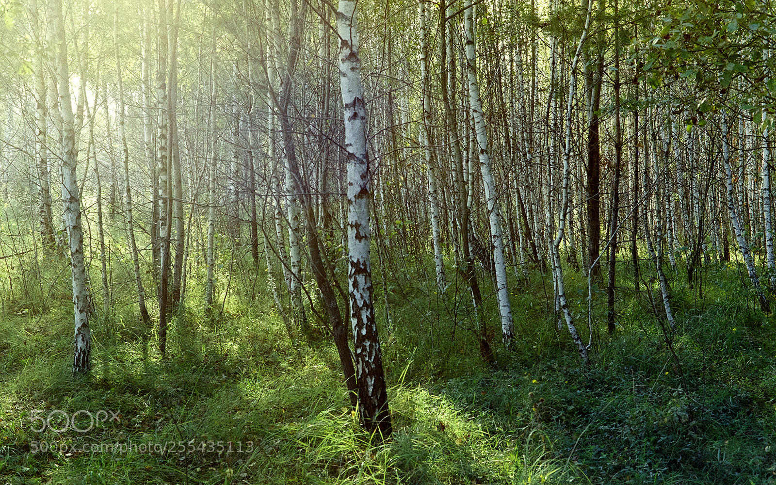 Pentax K-5 sample photo. Sun in forest photography