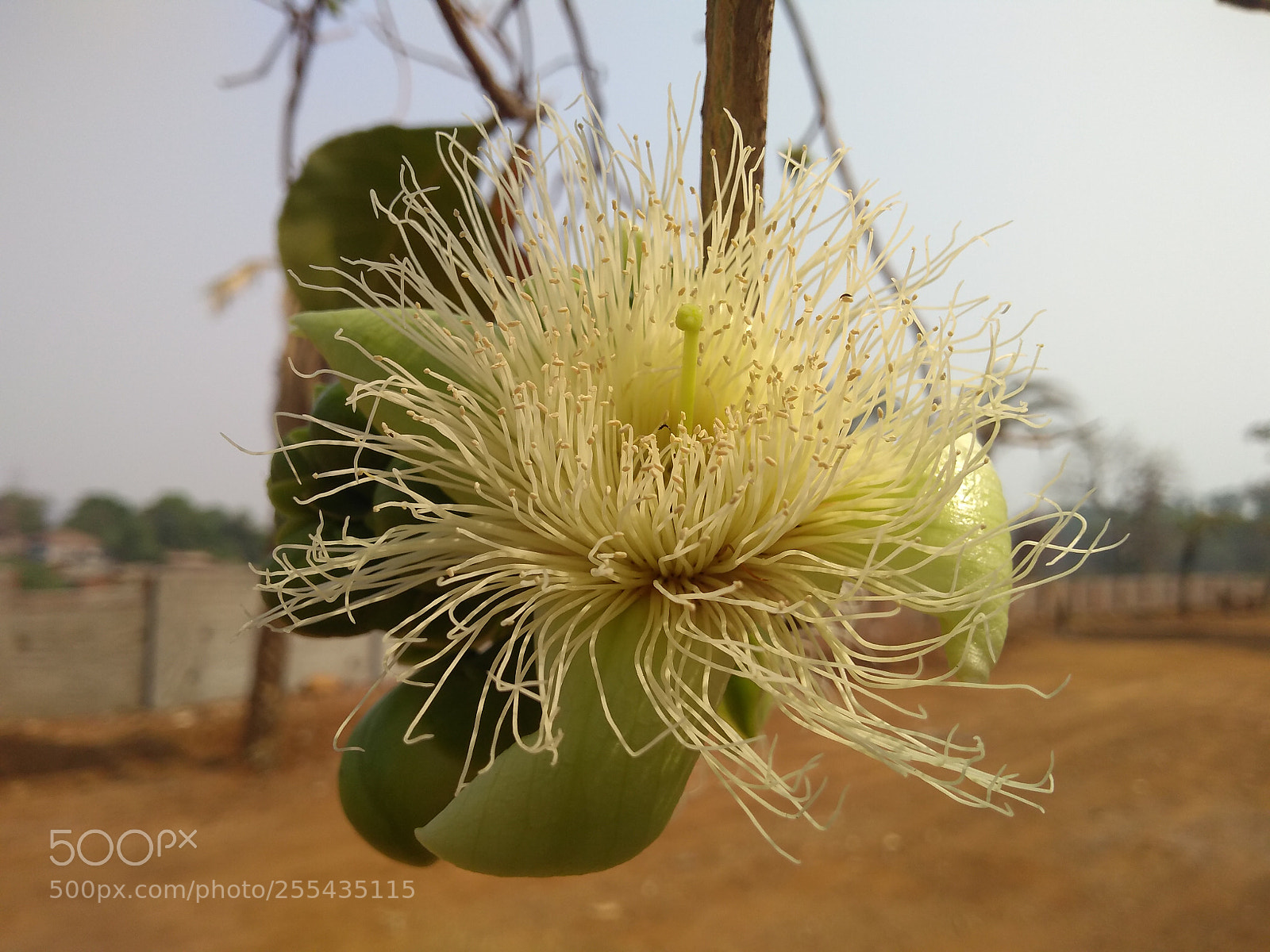 Motorola Moto G (5S) Plus sample photo. Miraculous nature photography