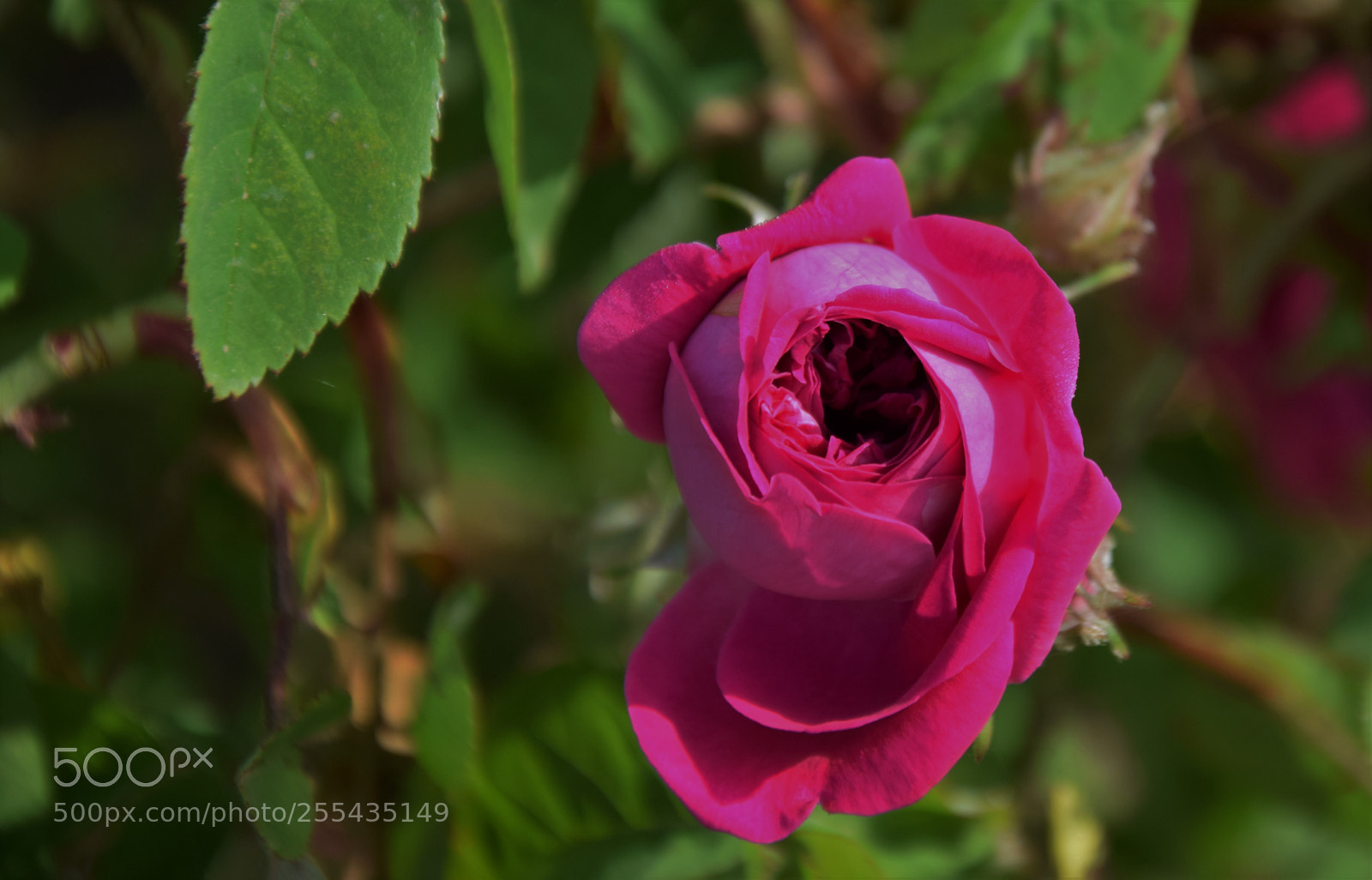 Nikon D3300 sample photo. Dsc photography