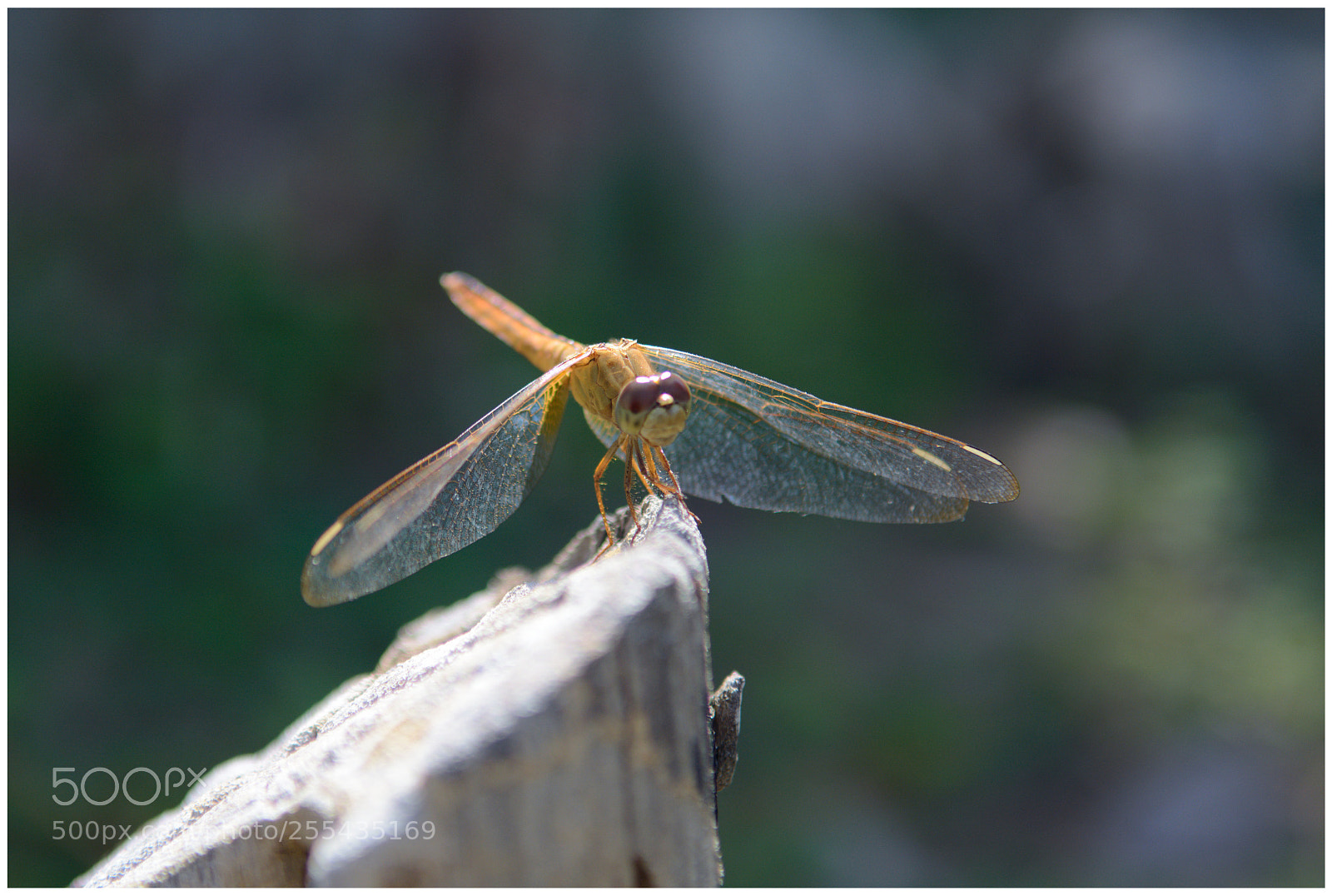 Nikon D7100 sample photo. Dragonfly photography