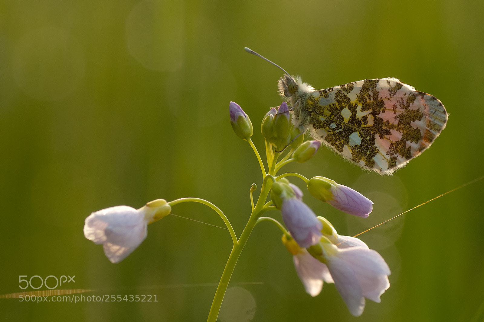 Nikon D300S sample photo. Orange tip photography