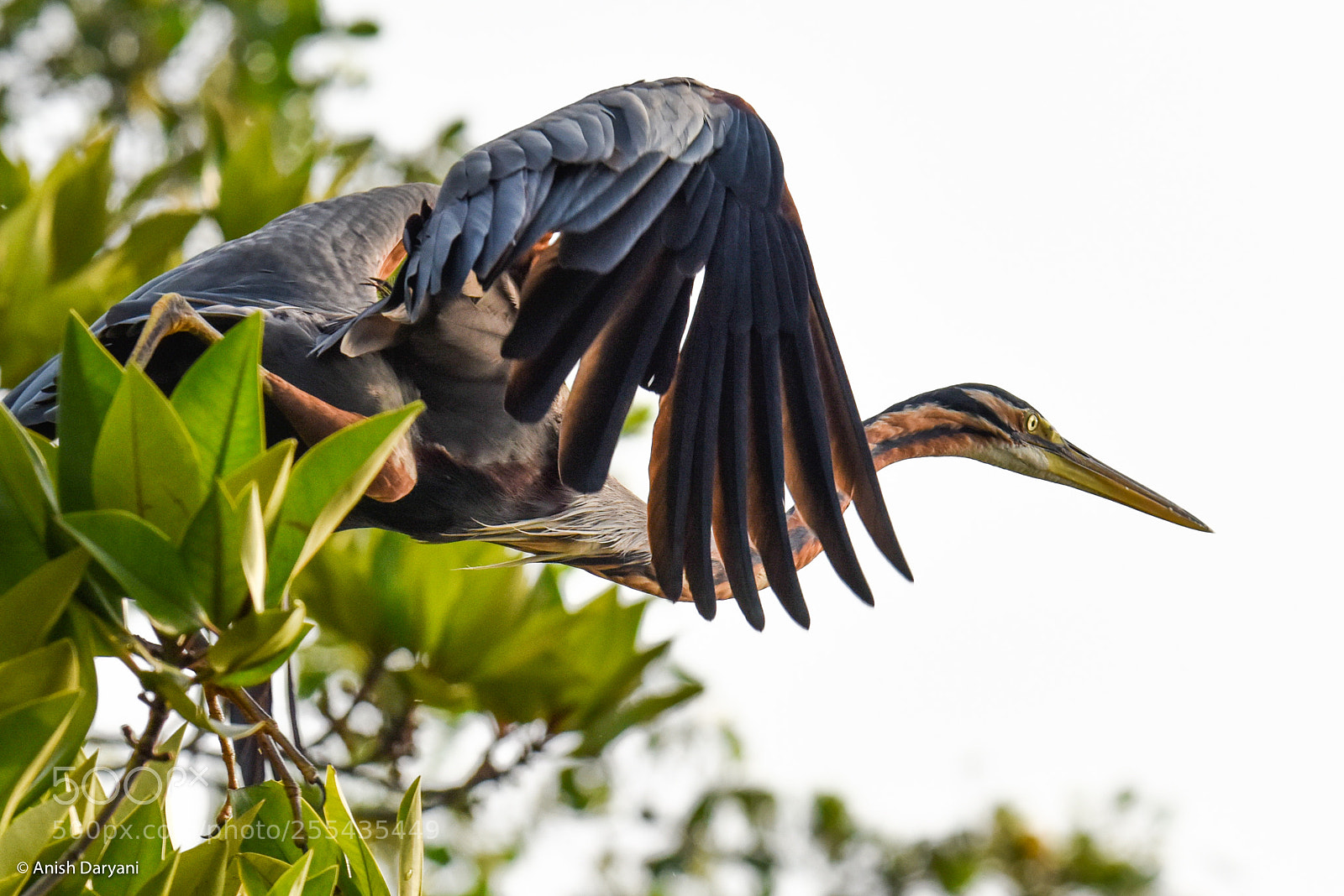 Nikon D810 sample photo. Purple heron takes off... photography