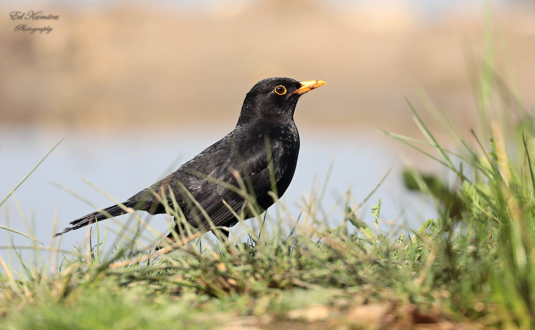 Canon EOS 5D Mark IV sample photo. Blackbird photography
