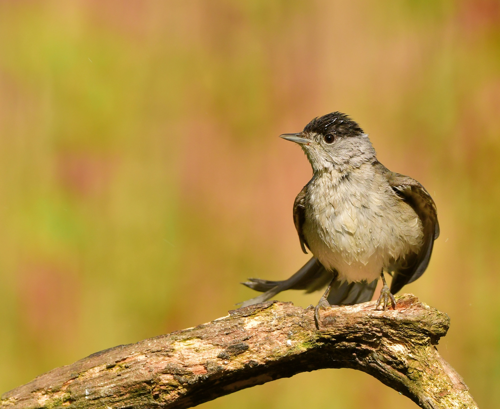 Nikon AF-S Nikkor 500mm F4G ED VR sample photo. Zwartkop photography