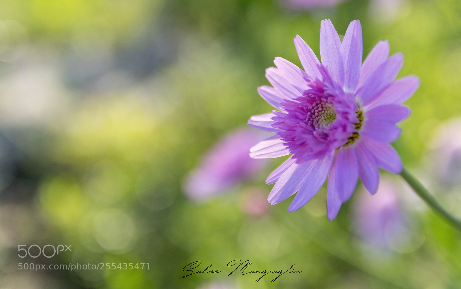 Nikon D500 sample photo. Spring time photography