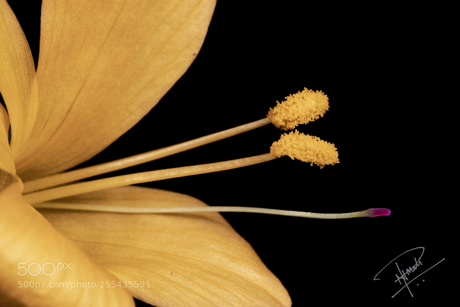 Canon EOS 5D Mark IV sample photo. Pollen photography
