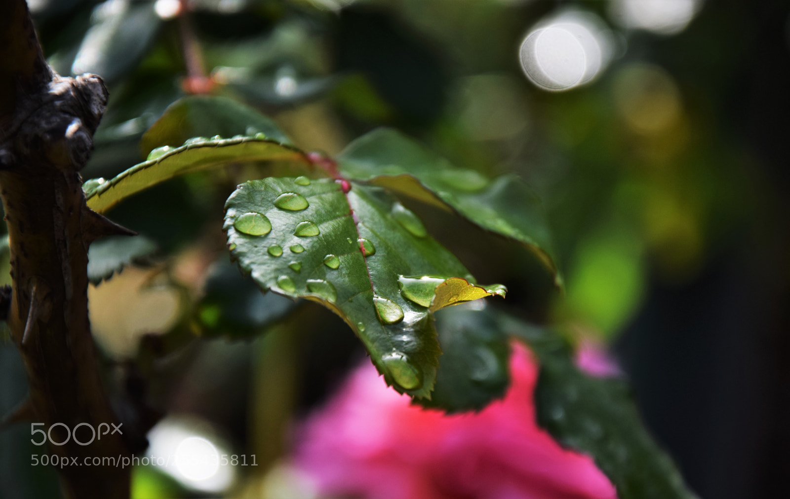 Nikon D3300 sample photo. Dsc photography