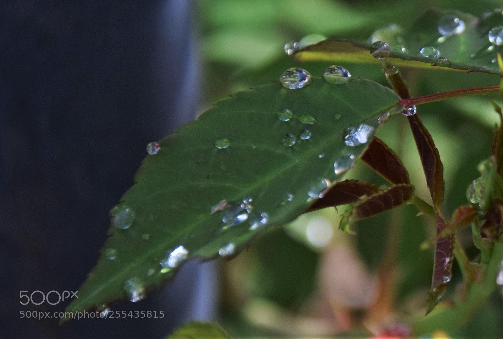 Nikon D3300 sample photo. Dsc photography
