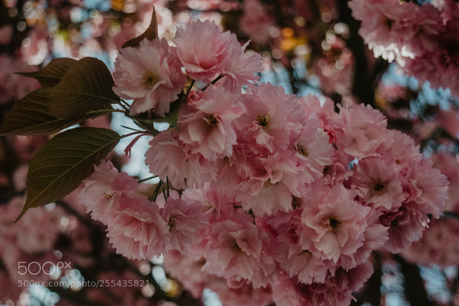 Nikon D5300 sample photo. Cherry blossom photography