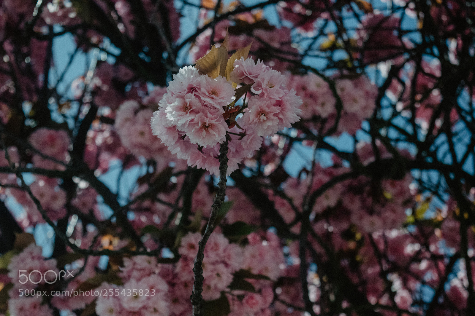 Nikon D5300 sample photo. Cherry blossom photography