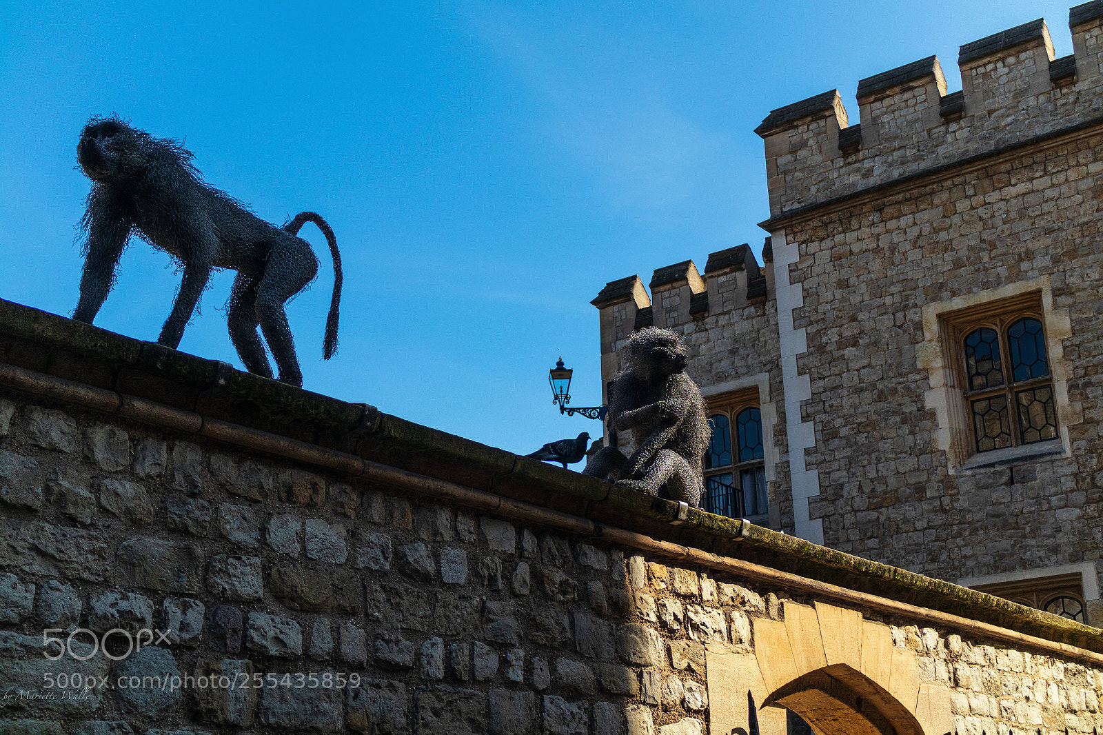 Canon EOS M5 sample photo. The king's menagerie photography