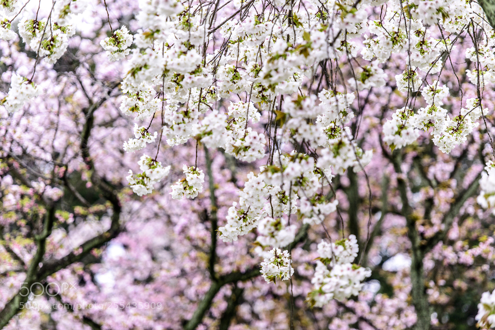 Nikon D800 sample photo. Nijō castle, kyoto sakura photography