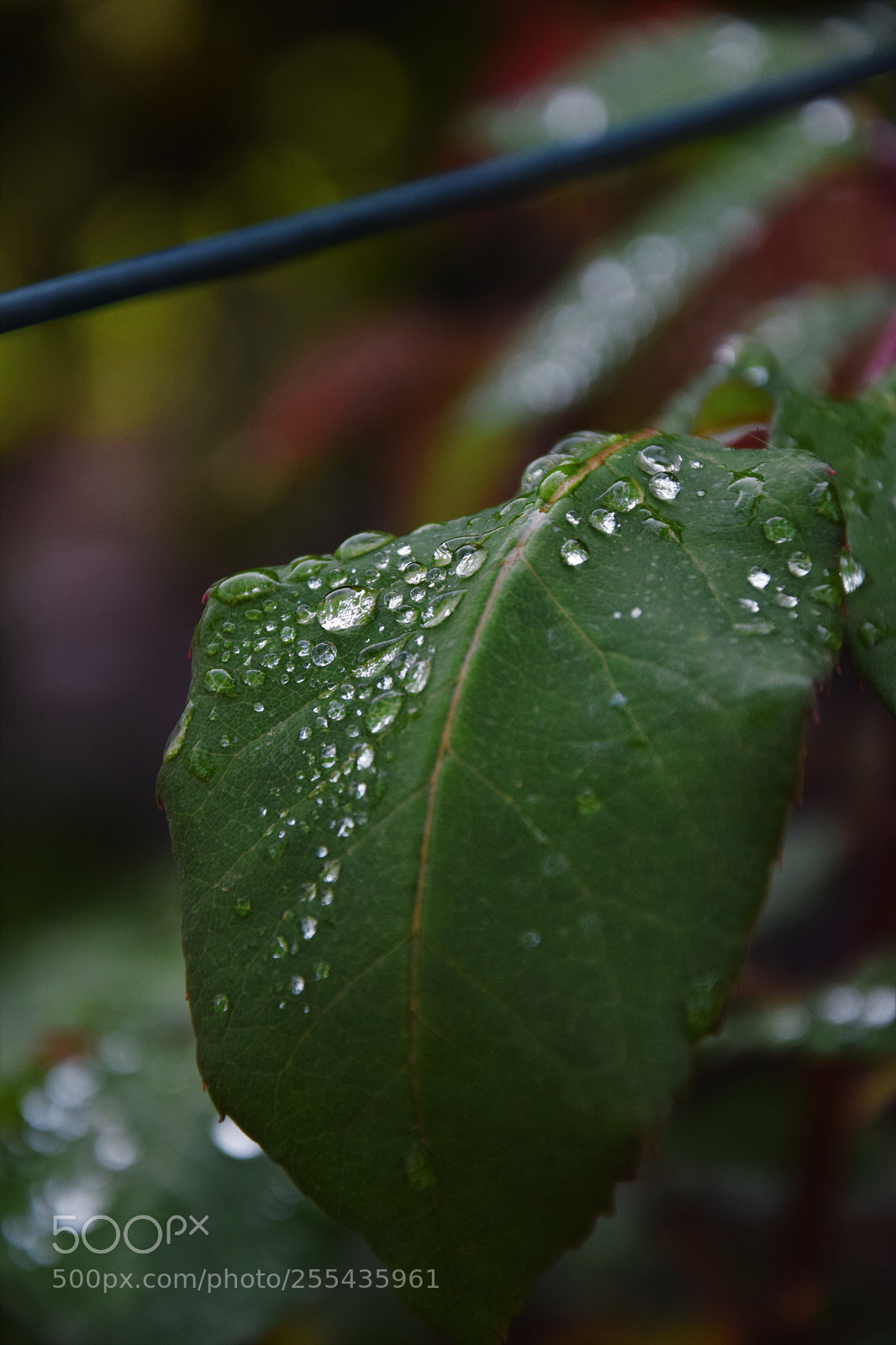 Nikon D3300 sample photo. Dsc photography