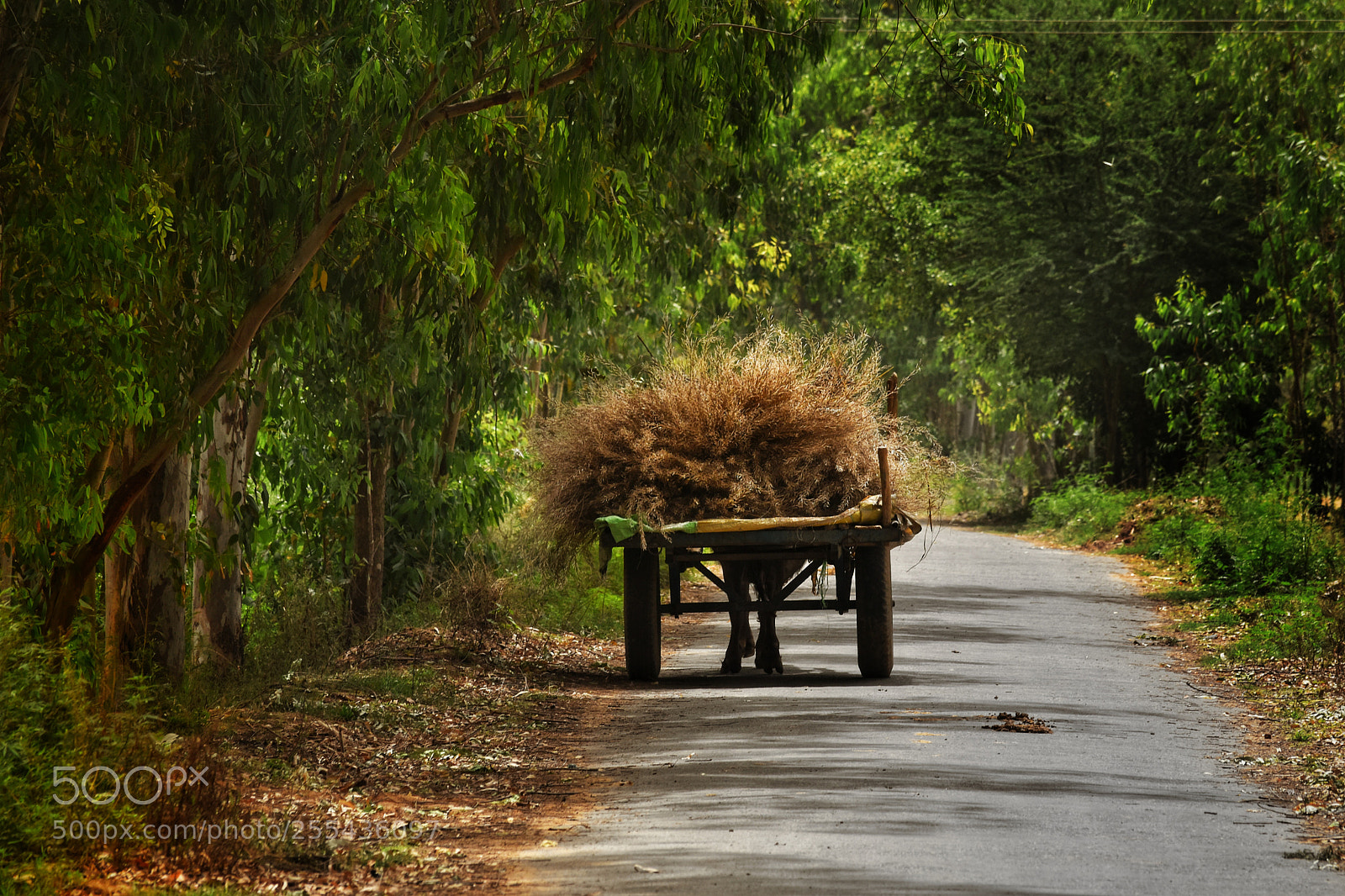 Nikon D5500 sample photo. Daily walk photography