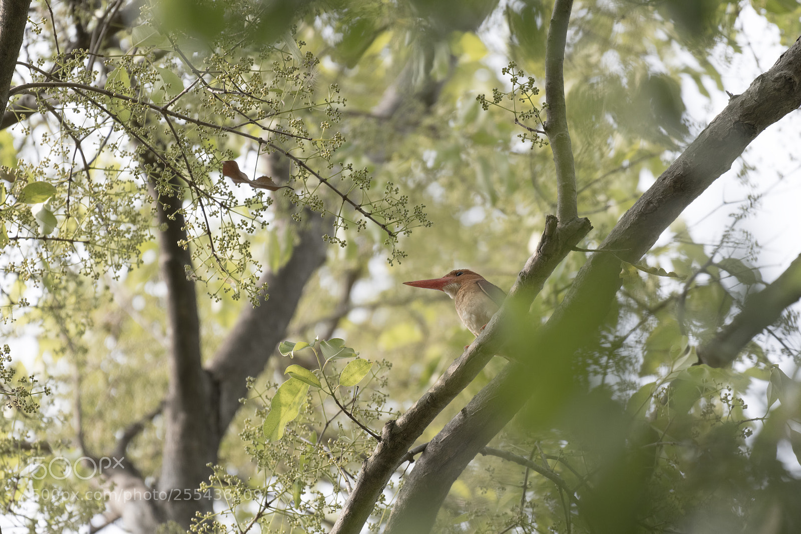 Nikon D850 sample photo. 赤翡翠 halcyon coromanda photography