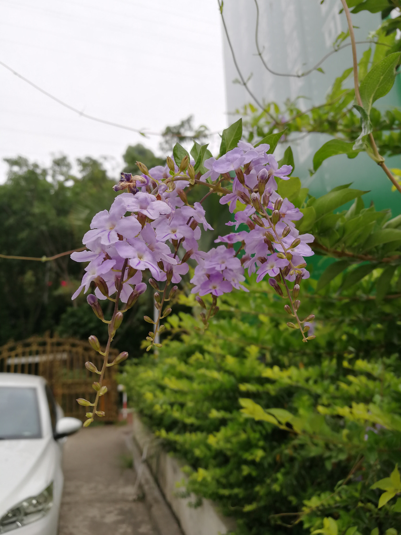 HUAWEI Honor V9 sample photo