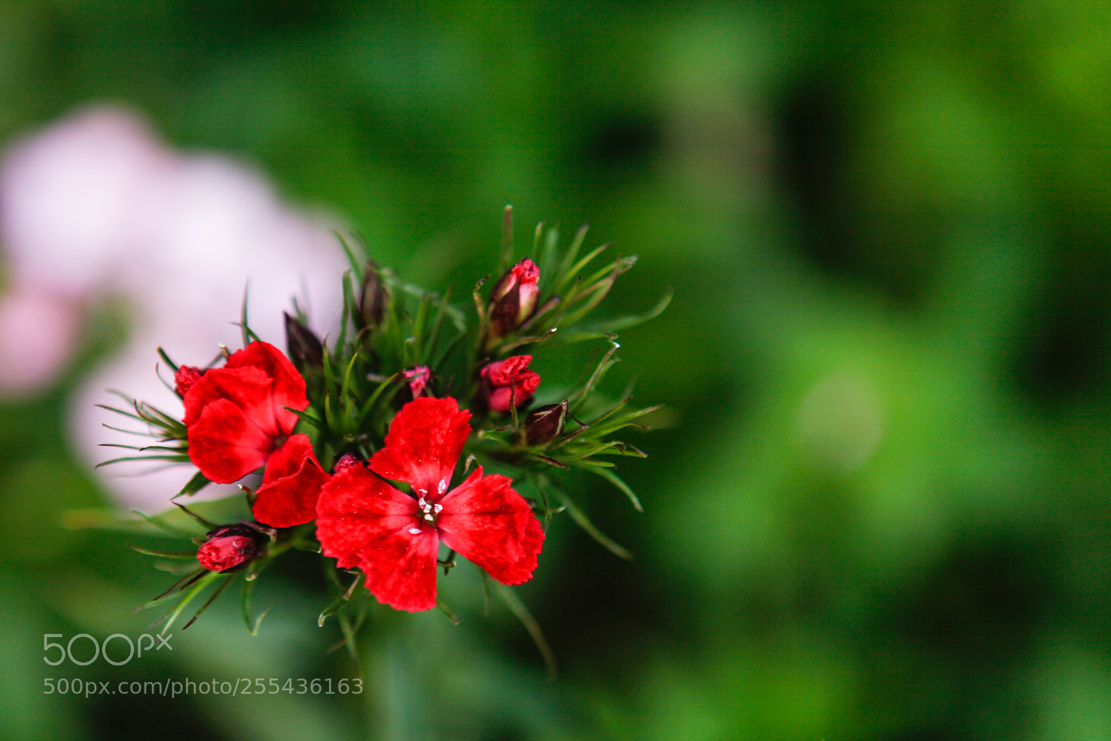 Canon EOS 5D Mark II sample photo. Small photography
