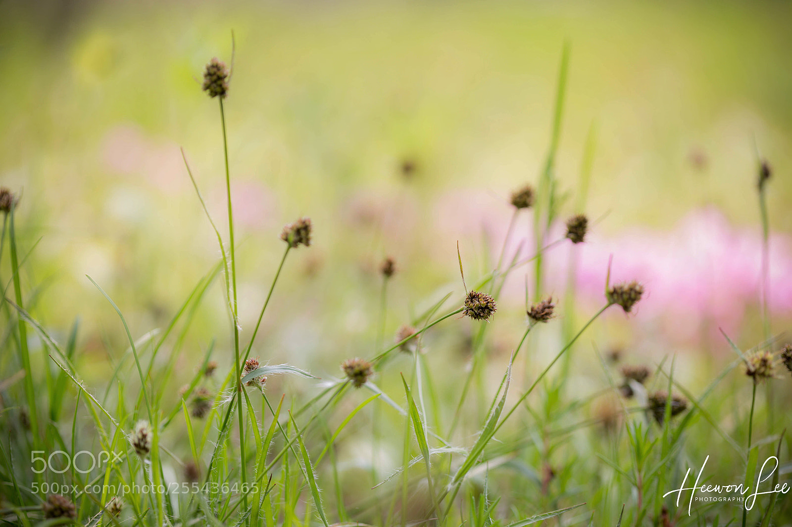 Canon EOS 6D sample photo. ʂ℘ཞıŋɠ ῳąƖɬʑ photography