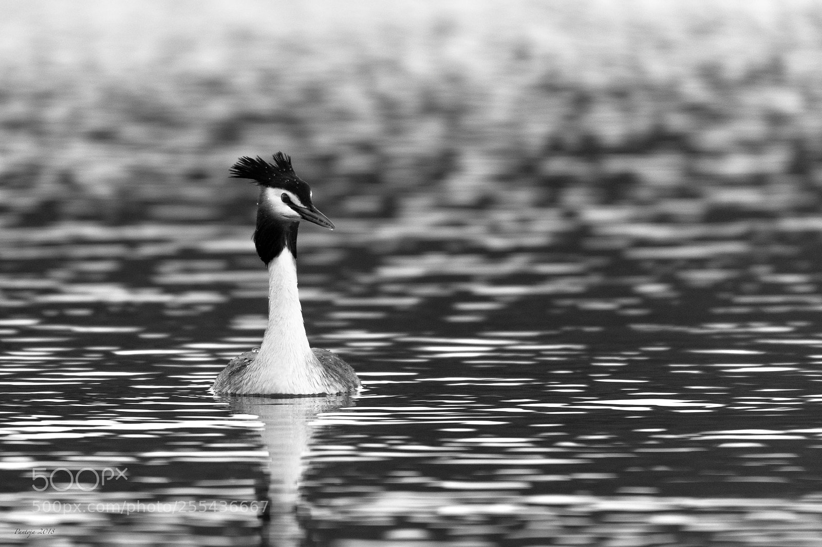 Nikon D500 sample photo. On the lake photography