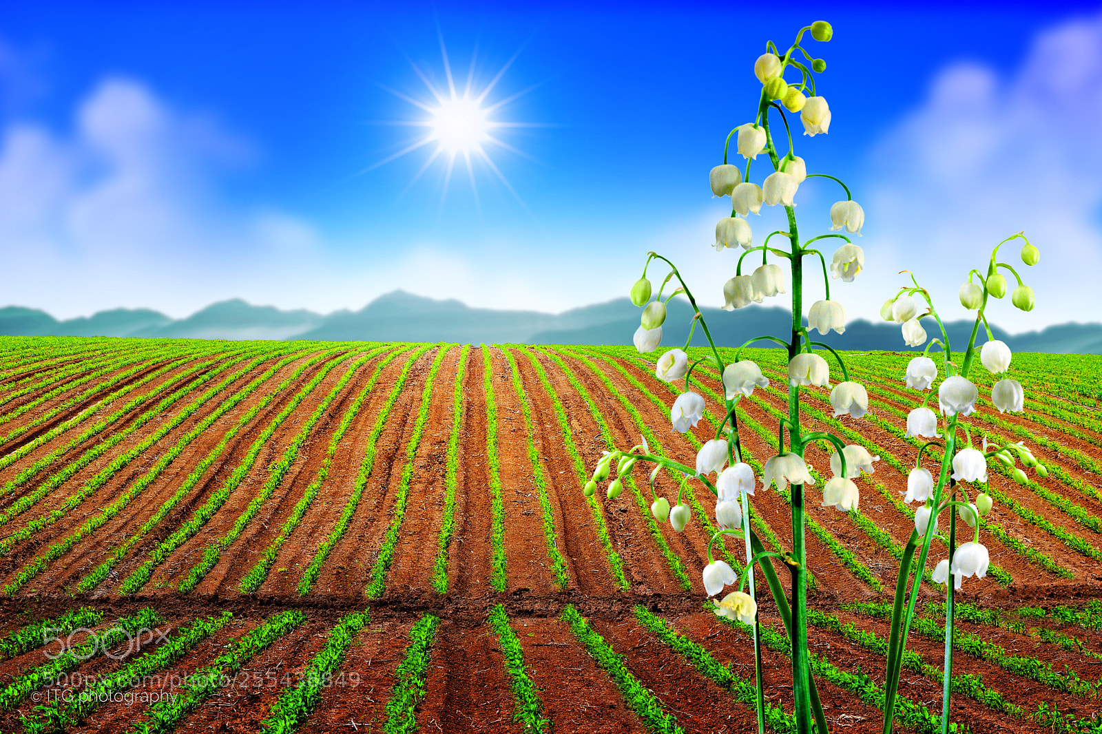 Nikon D5300 sample photo. Lilies at plowed field photography