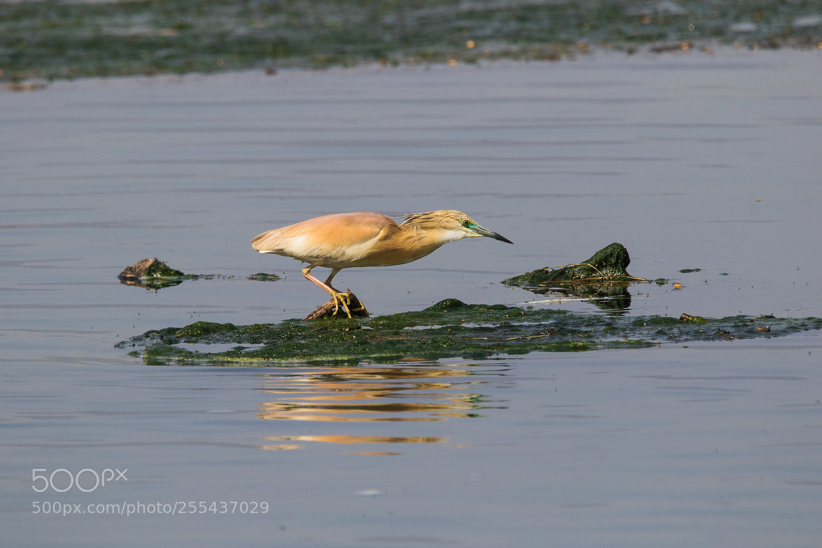 Canon EOS 7D Mark II sample photo. Squacco heron photography
