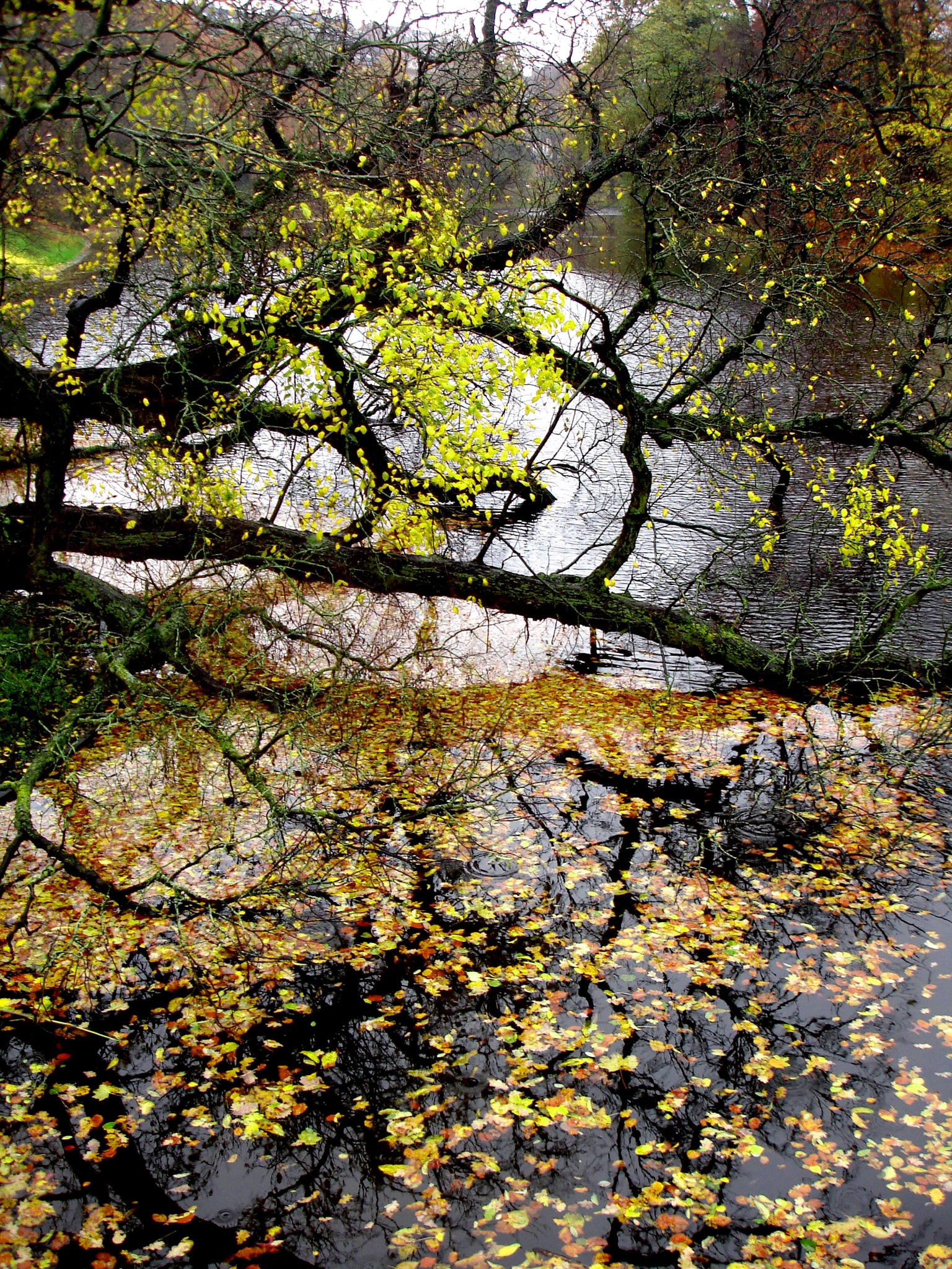 Sony DSC-W7 sample photo. Autumn leaves photography