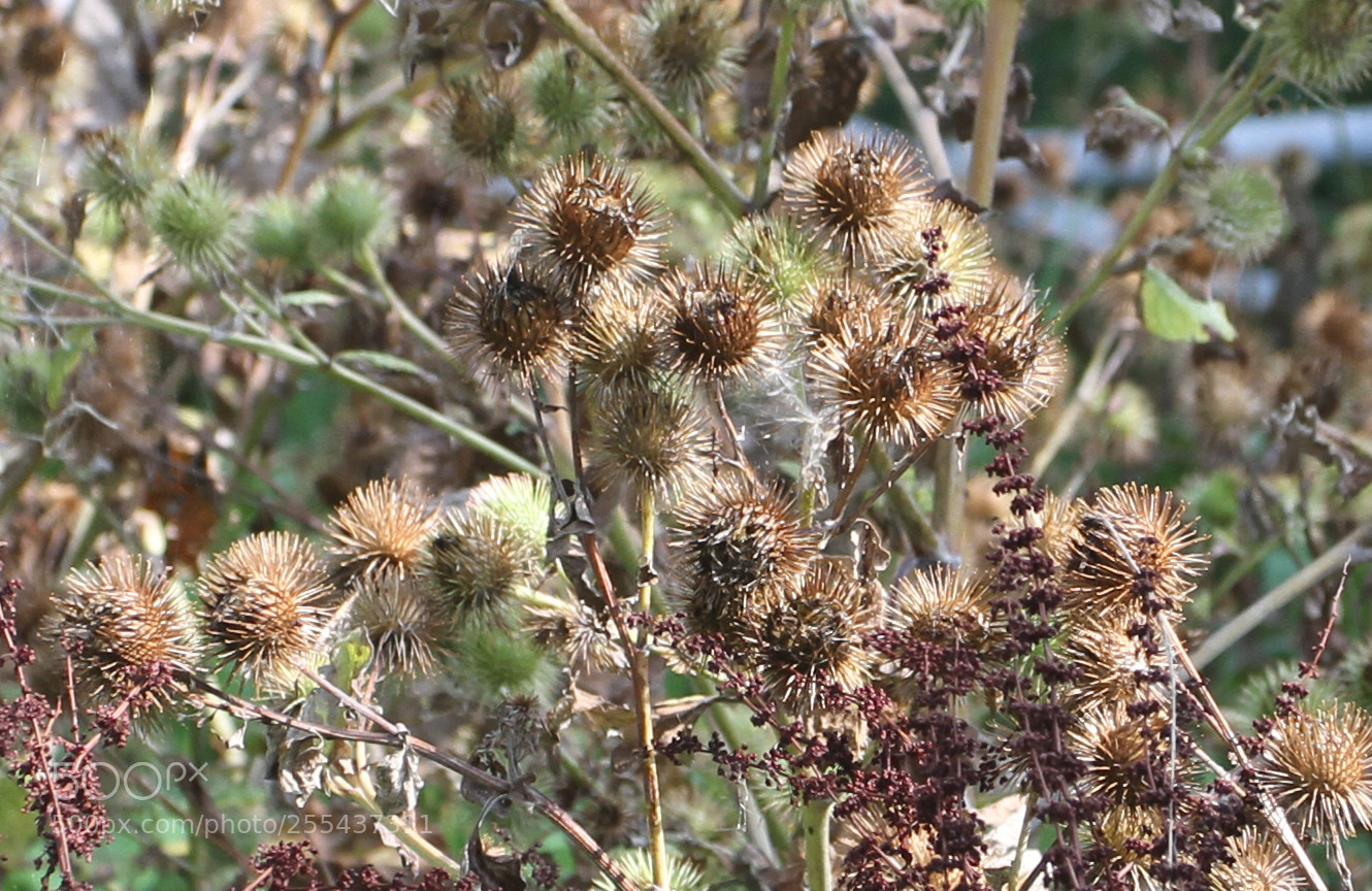 Canon EOS 7D sample photo. In and around ely photography