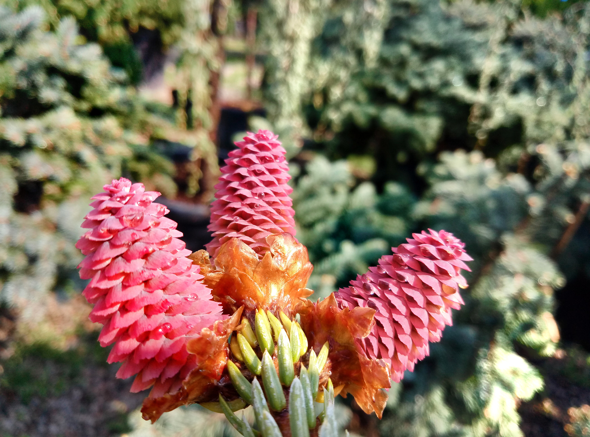 Meizu M3 Max sample photo. Spring rainy day photography