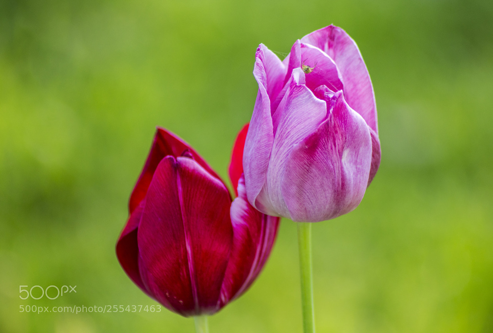 Canon EOS 80D sample photo. Spring flowers photography