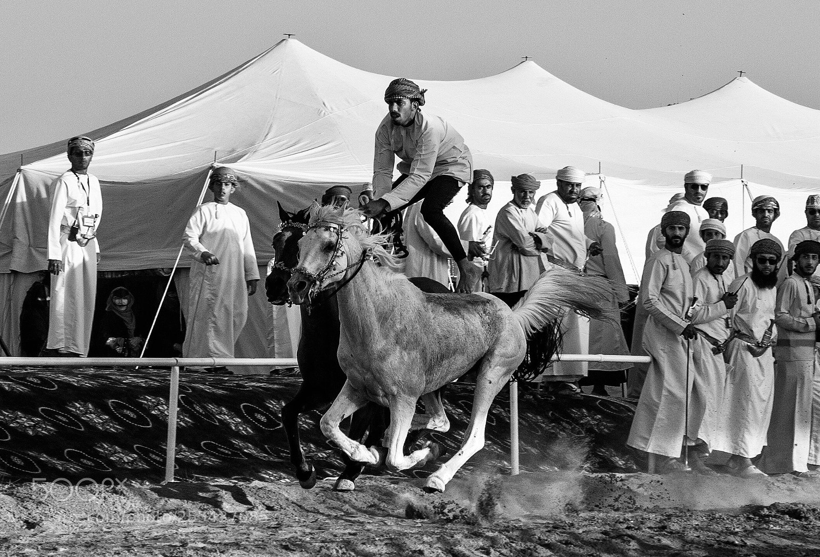 Nikon D500 sample photo. One ride tow horses  photography