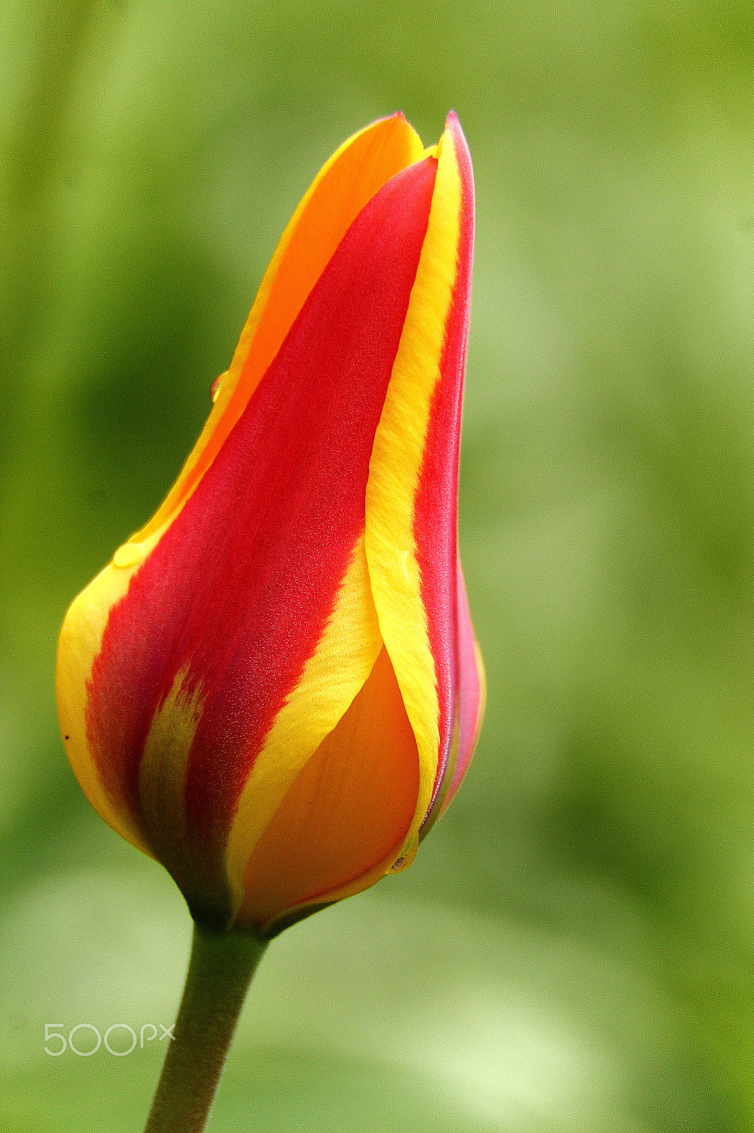 Canon EF-S 18-200mm F3.5-5.6 IS sample photo. Giuseppe verdi photography