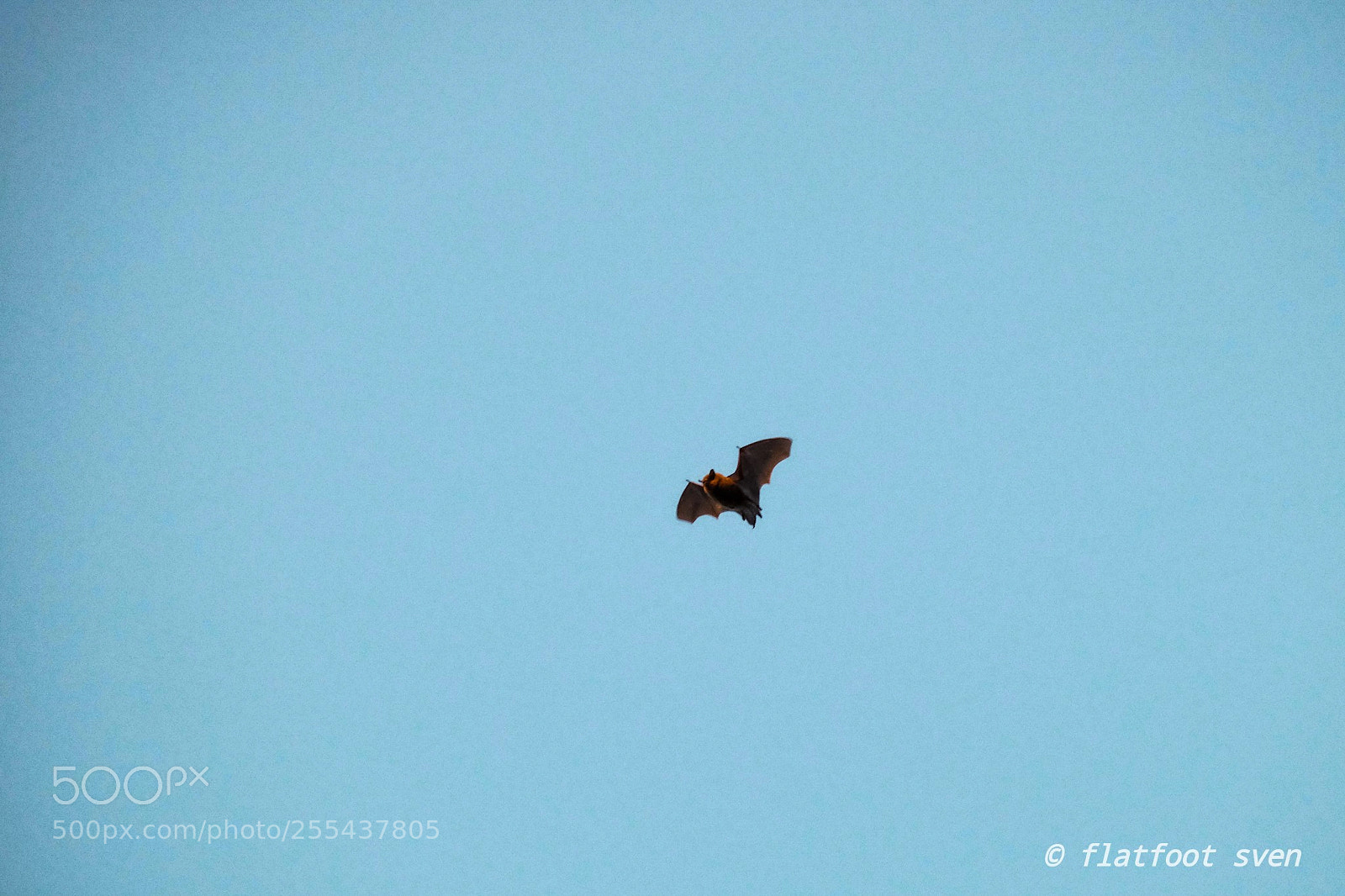 Fujifilm X-E2 sample photo. Insomniac bat photography