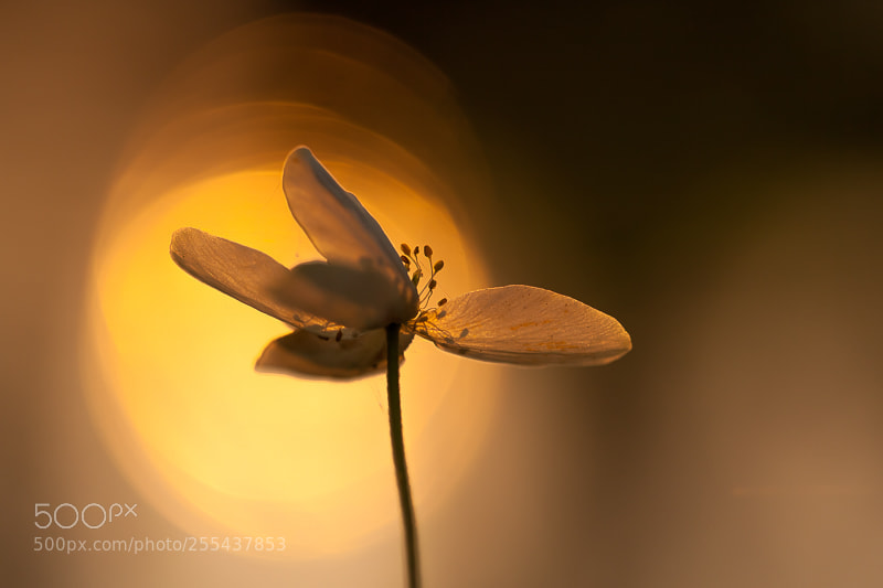 Canon EOS 5D Mark II sample photo. Wood anemone sphere photography