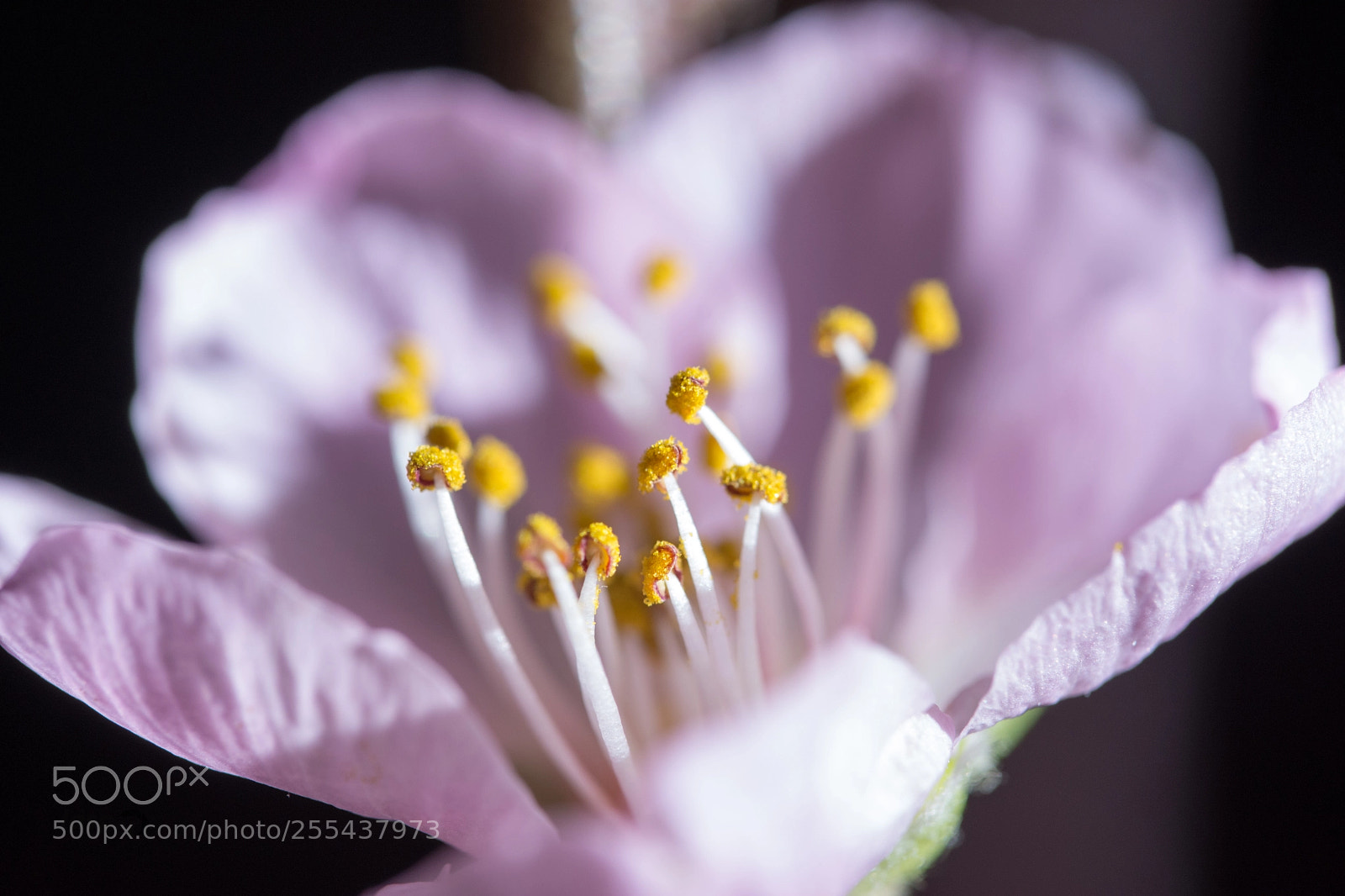 Nikon D7200 sample photo. Blossom photography
