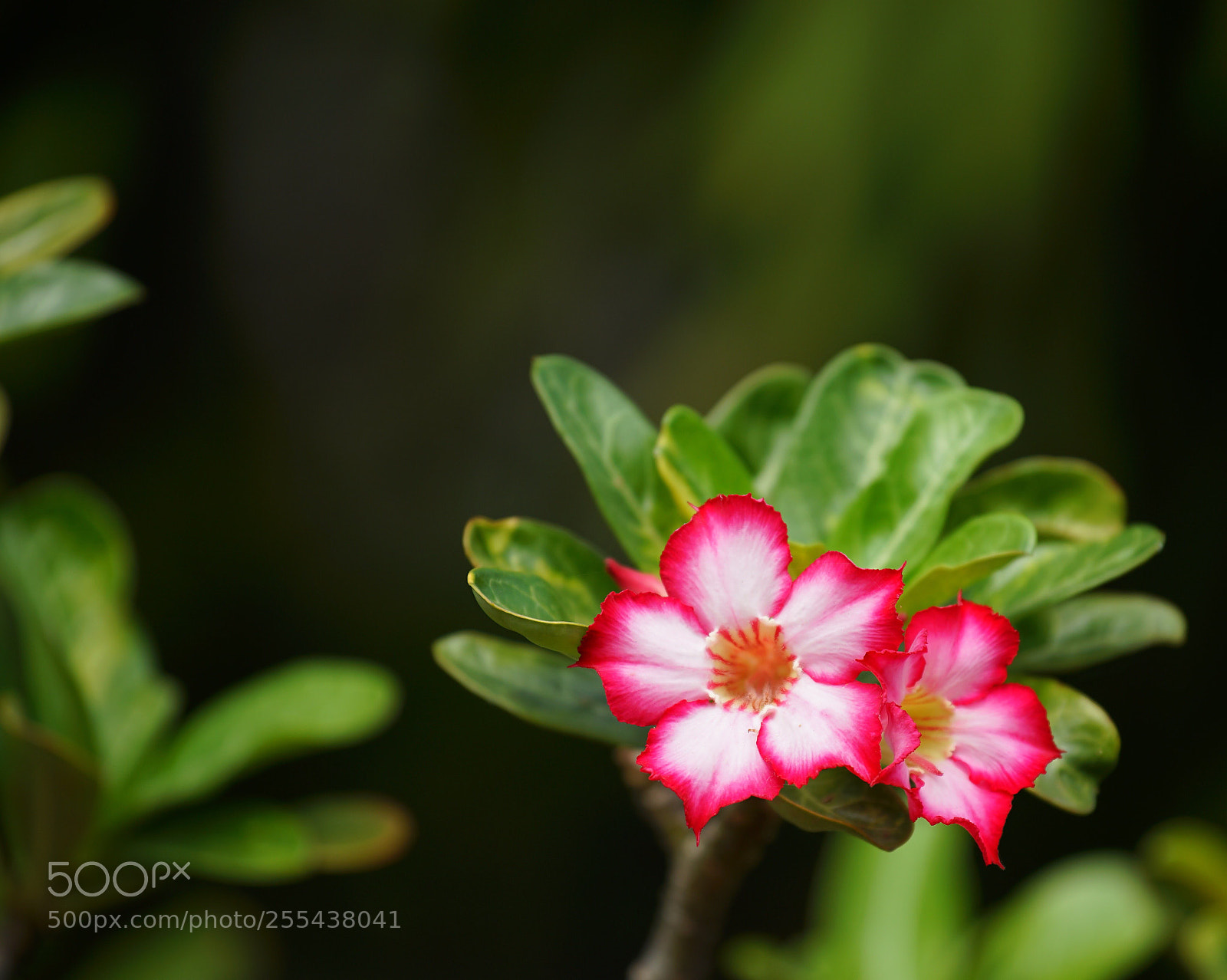 Sony a7 II sample photo. Untitled photography